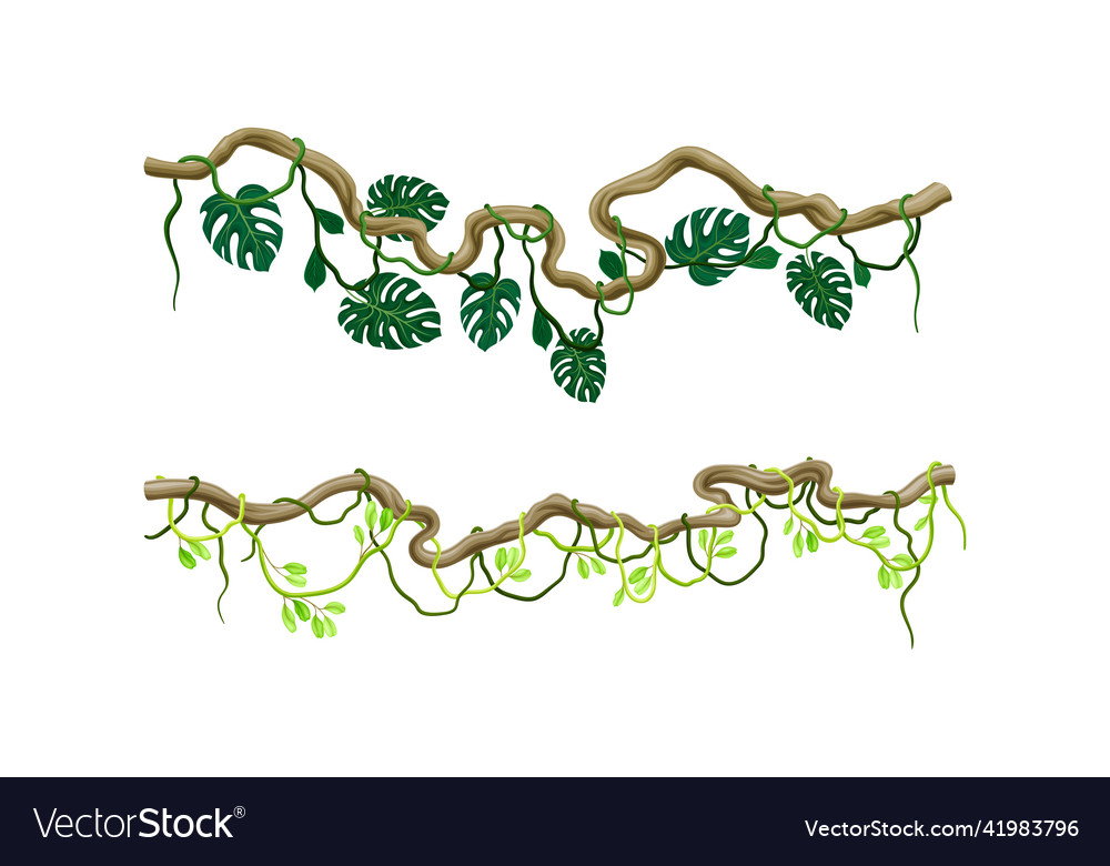 Green climbing ivy creeper branches set tropical Vector Image