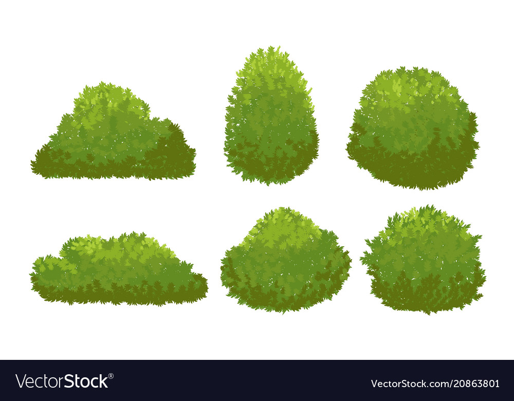 Garden green bushes cartoon shrub and bush Vector Image