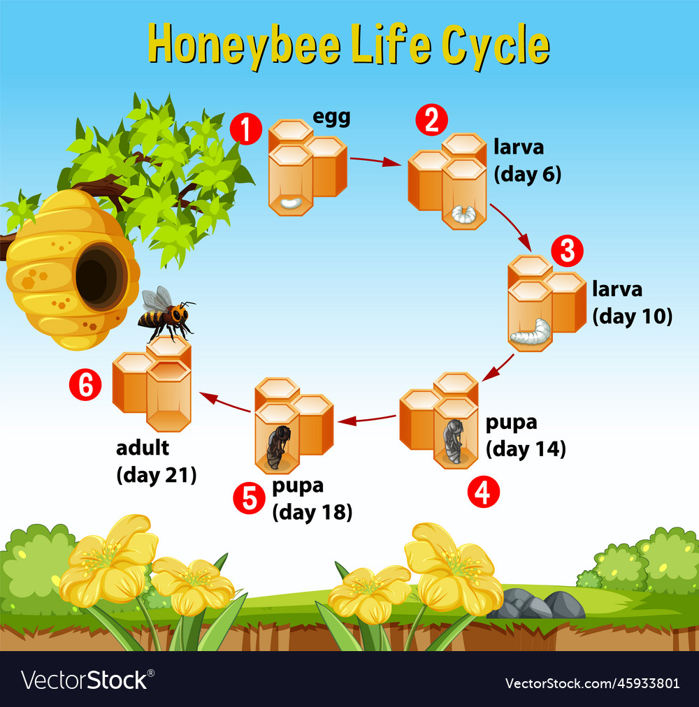 Honeybee life cycle diagram with explanation Vector Image