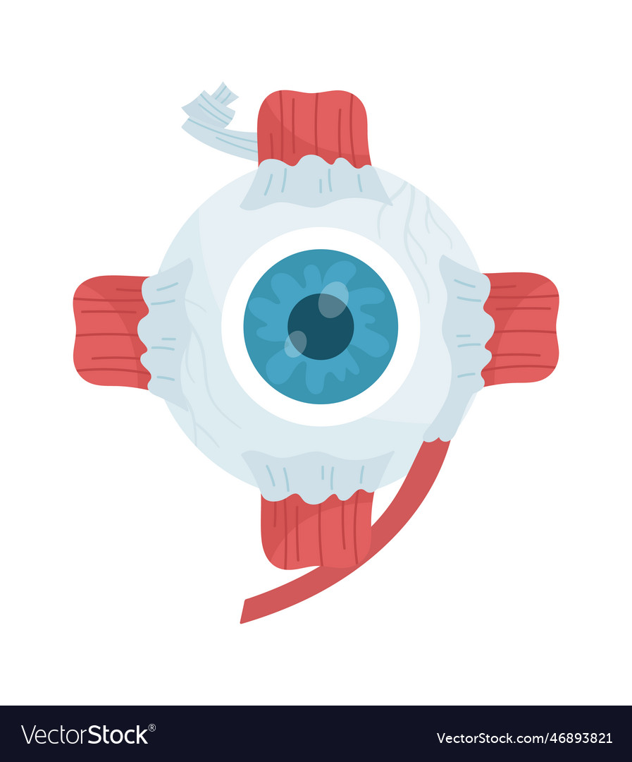 Anatomy Of Human Eye Royalty Free Vector Image 9526