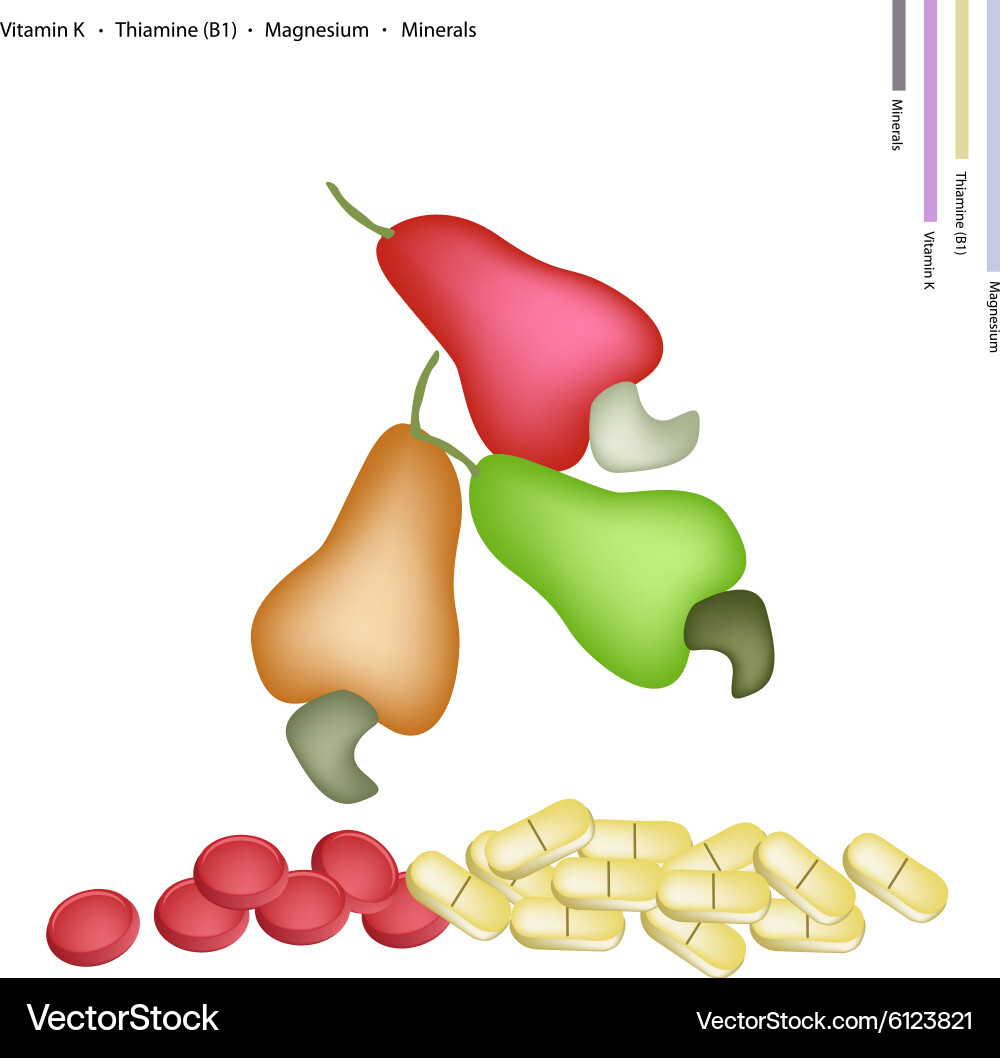 Fresh Cashew Nut with Vitamin K and B1 Royalty Free Vector