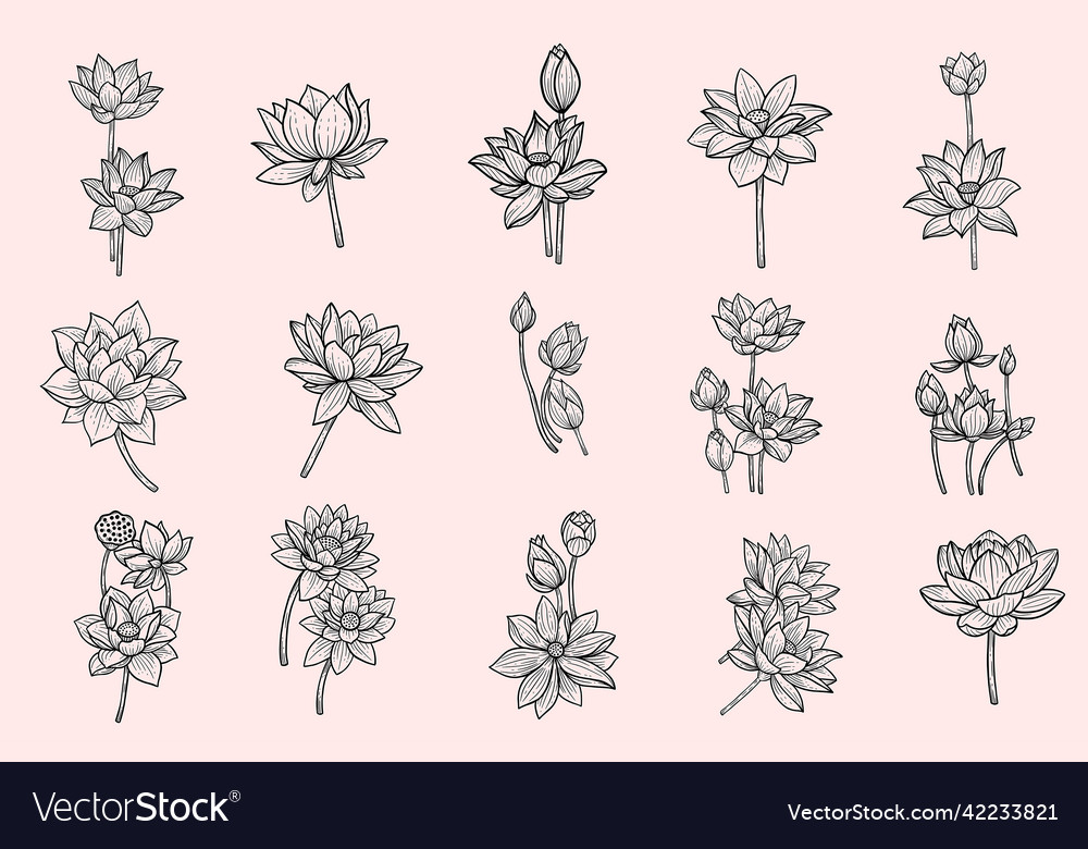 Set of collection bundle hand drawn flower lotus