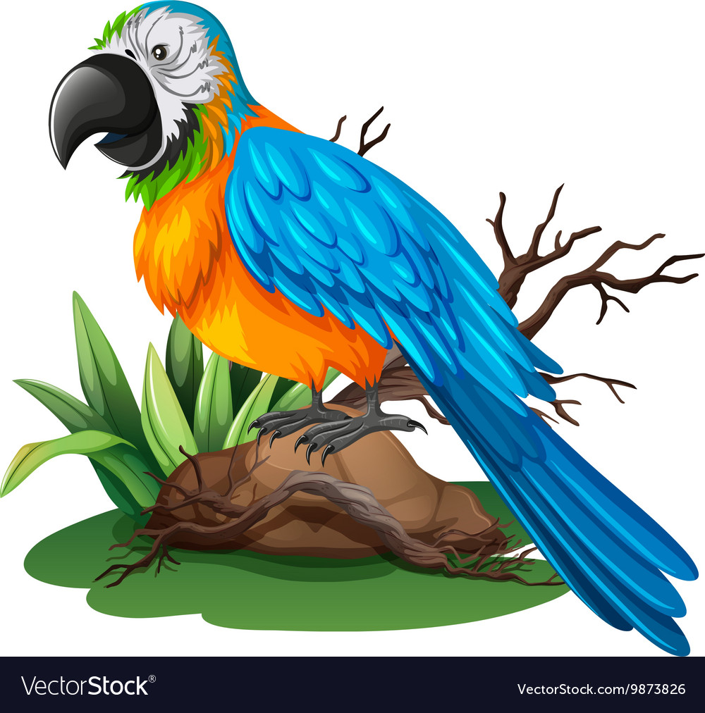 Parrot With Blue And Yellow Feather Royalty Free Vector