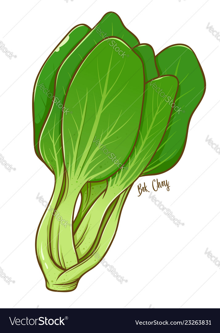 Bok Choy Green Vegetables Royalty Free Vector Image Bok Choy Green Vegetables Vector Image