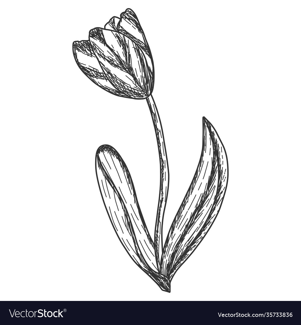 One tulip flower engraving Royalty Free Vector Image