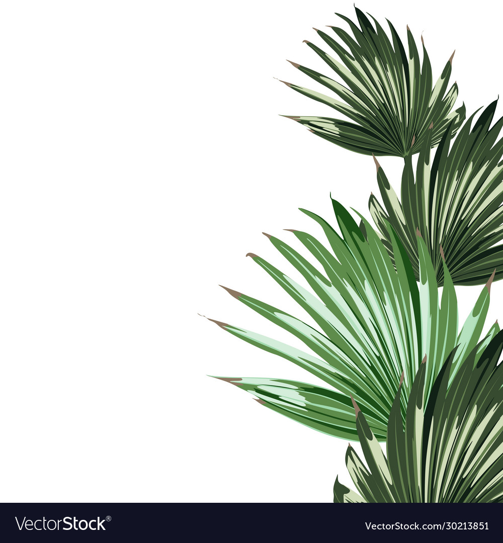 Realistic an palm leaves isolated vector image Realistic an palm leaves isolated
