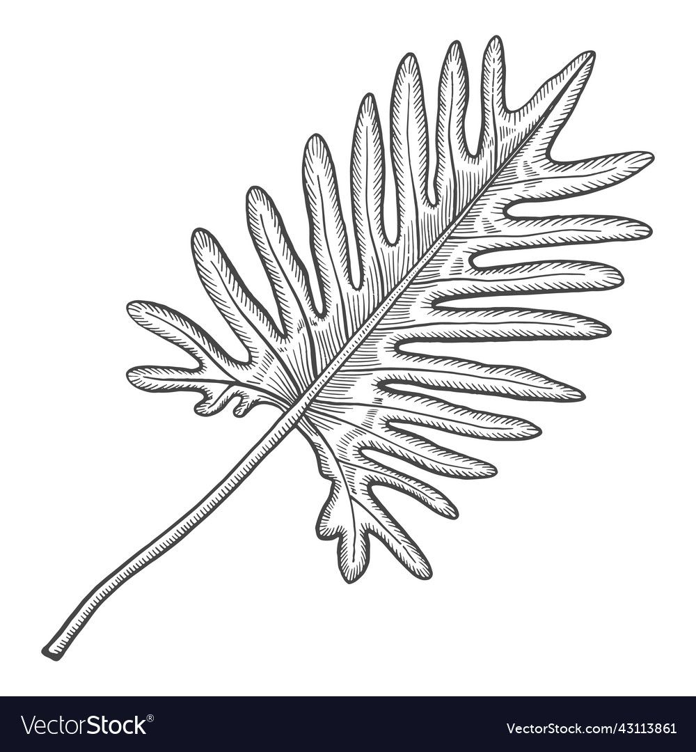 Philodendron tropical leaf plant isolated doodle