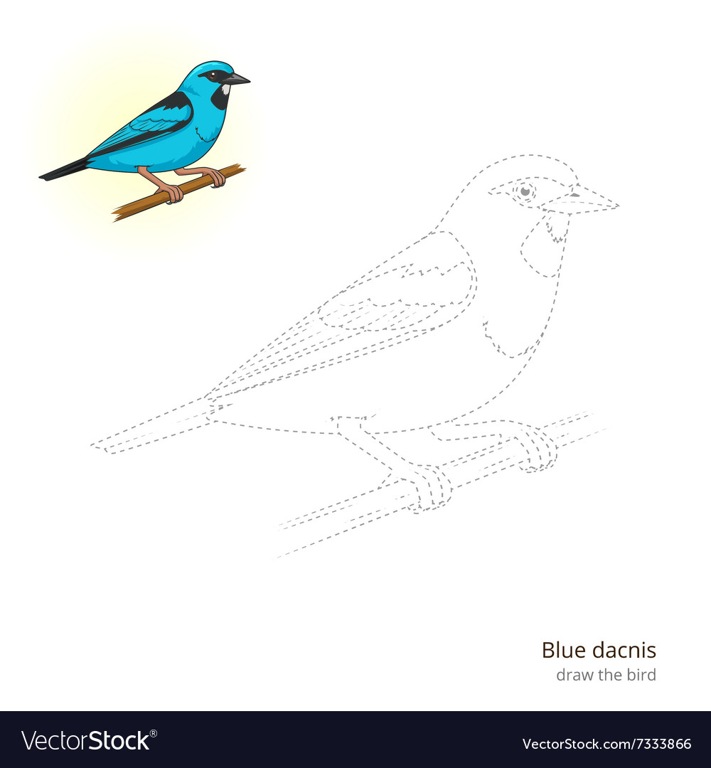 Blue dacnis draw