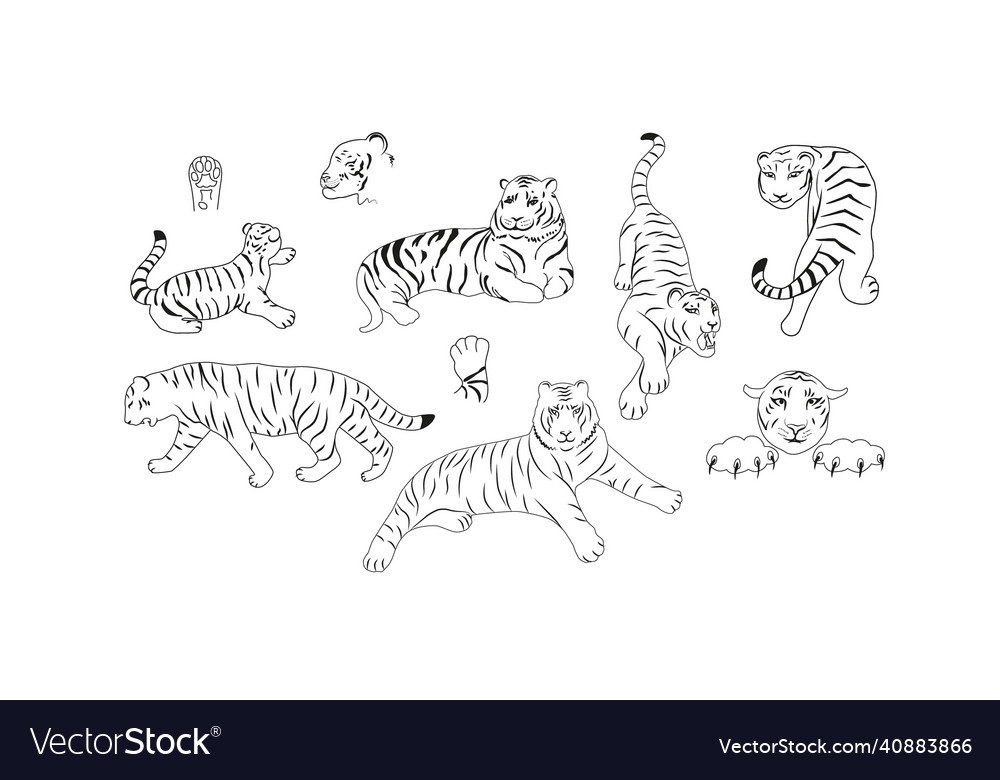 Set of hand drawn tiger sketch outline