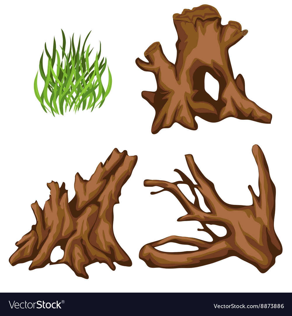 Bizarre tree roots and tuft of grass four items Vector Image