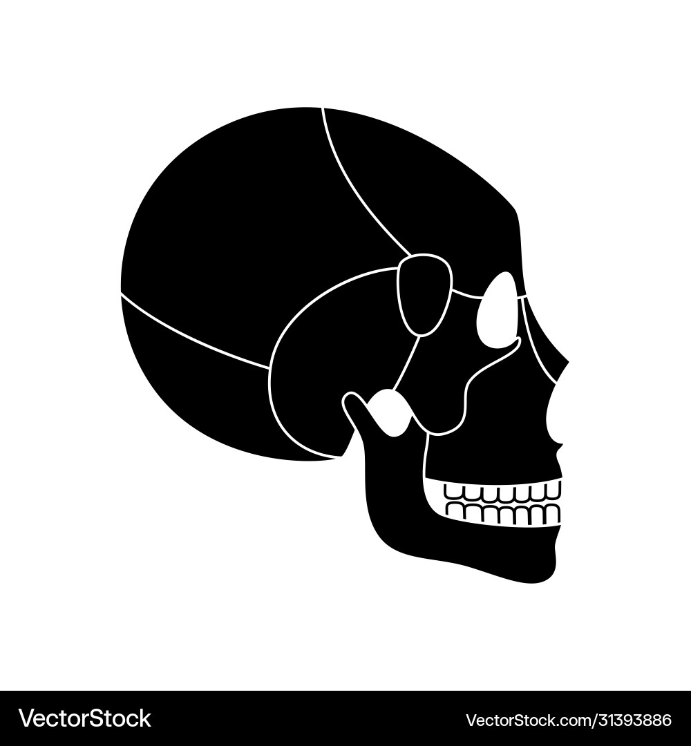 Human skull anatomy Royalty Free Vector Image - VectorStock