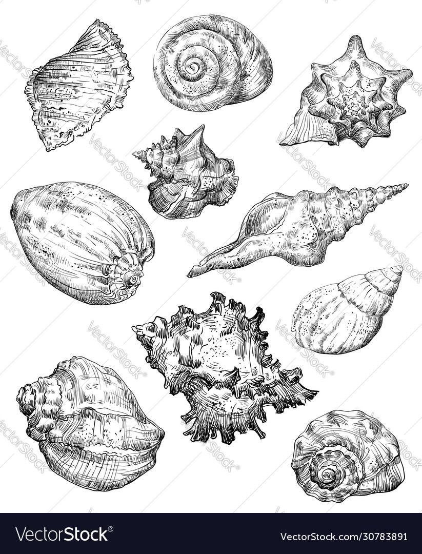 Hand drawing seashells set 2