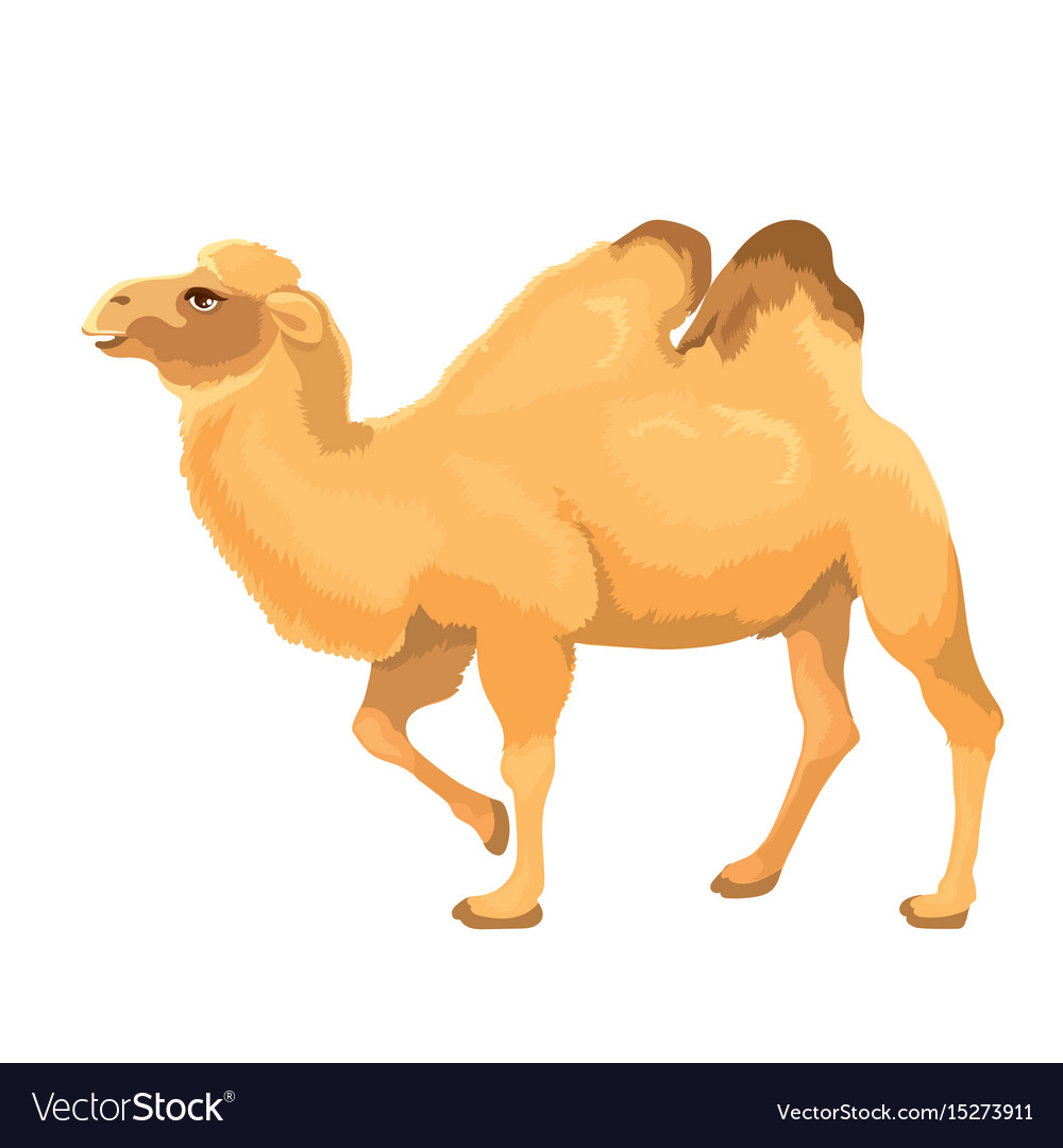 Camel isoliert