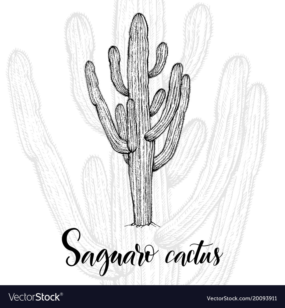 saguaro cactus illustration