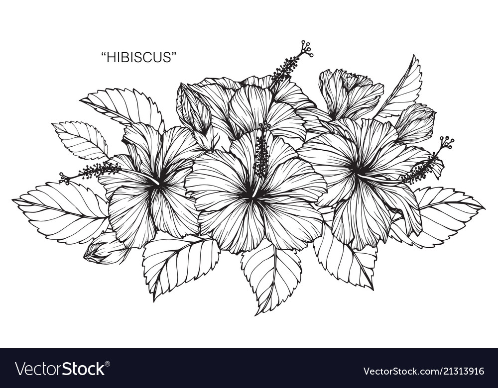 Hibiscus Flower Drawing Royalty Free Vector Image