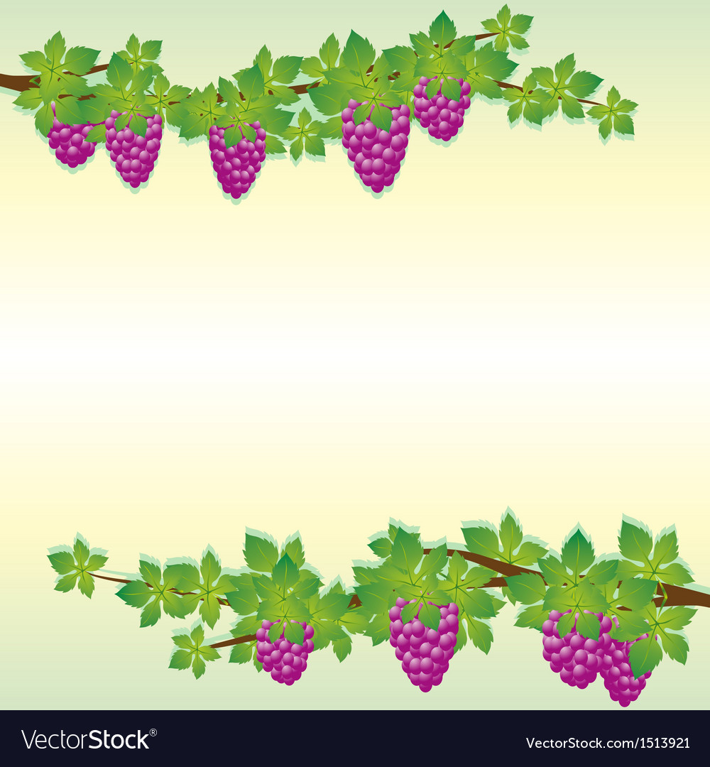 Branches of grapes Royalty Free Vector Image - VectorStock