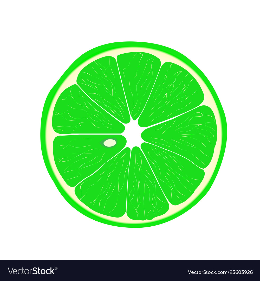 Lime in a cut Royalty Free Vector Image - VectorStock