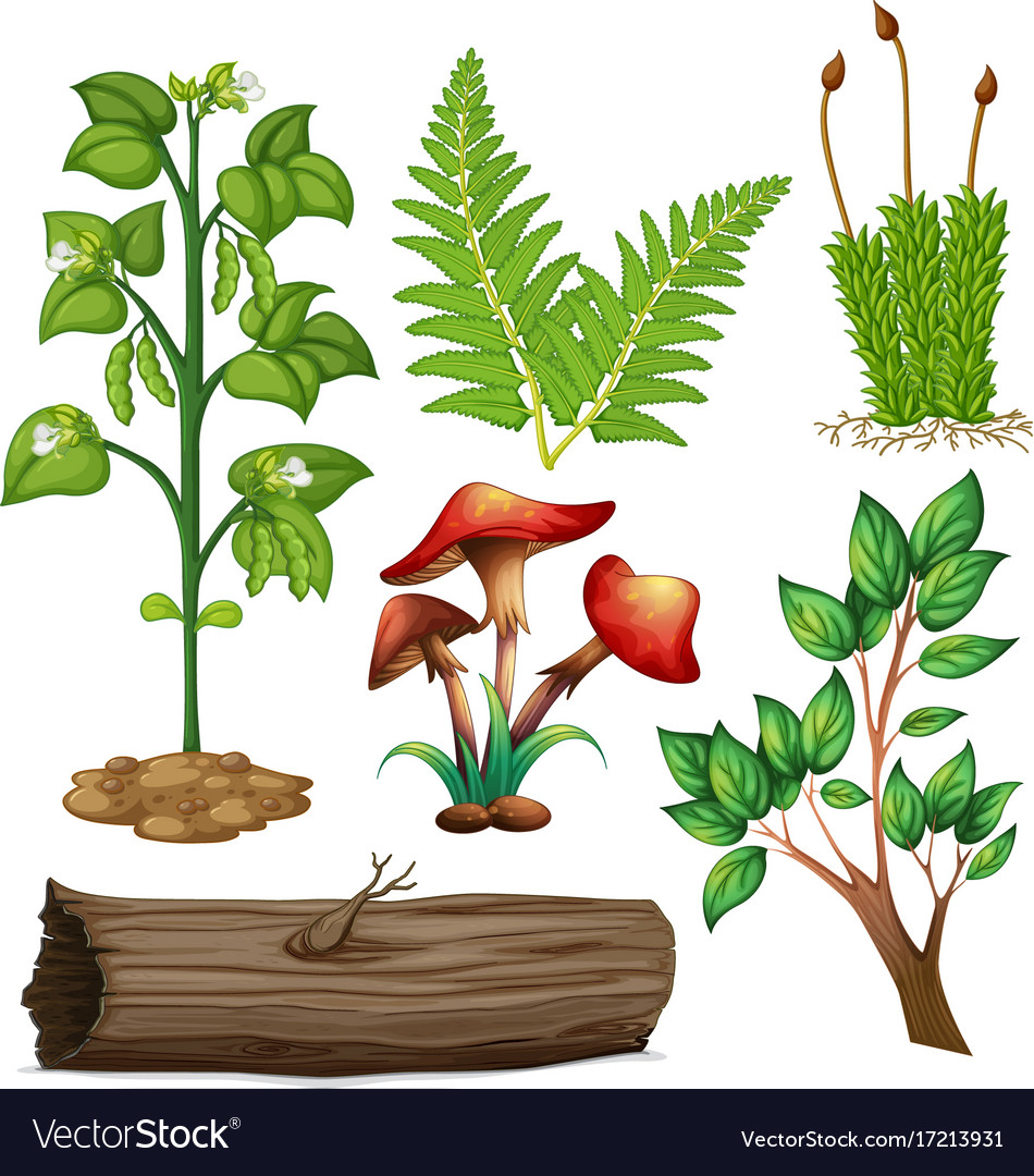 different-types-of-plants-royalty-free-vector-image