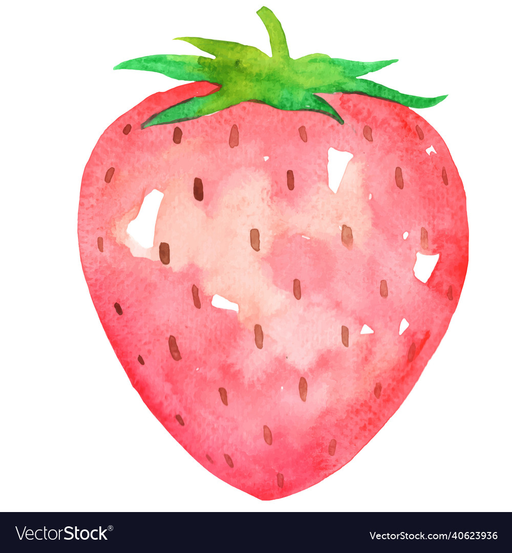 Fresh Strawberry Watercolor Royalty Free Vector Image