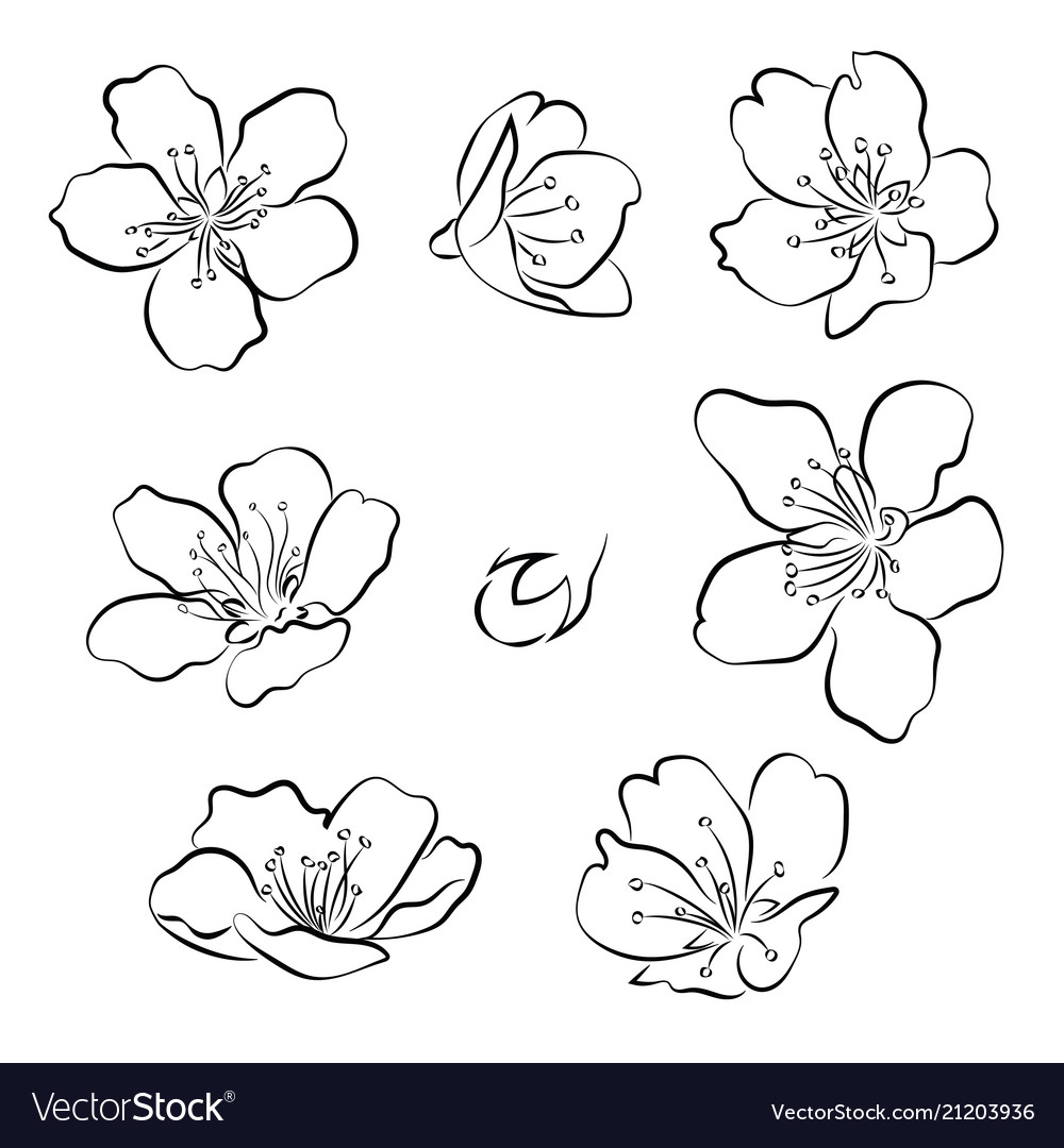 Set cherry blossoms collection flowers of Vector Image