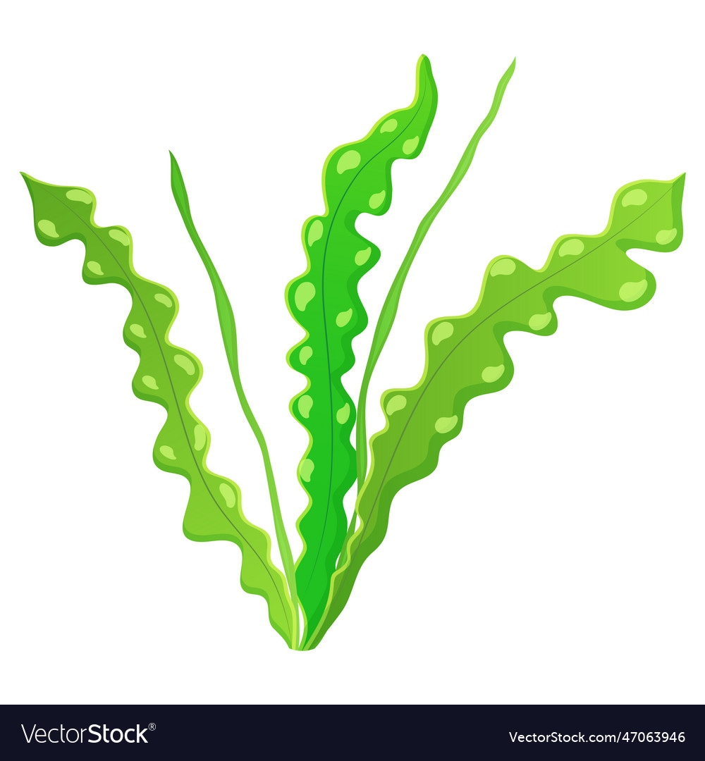 Algae wavy on white marine vegetation aponogeton Vector Image