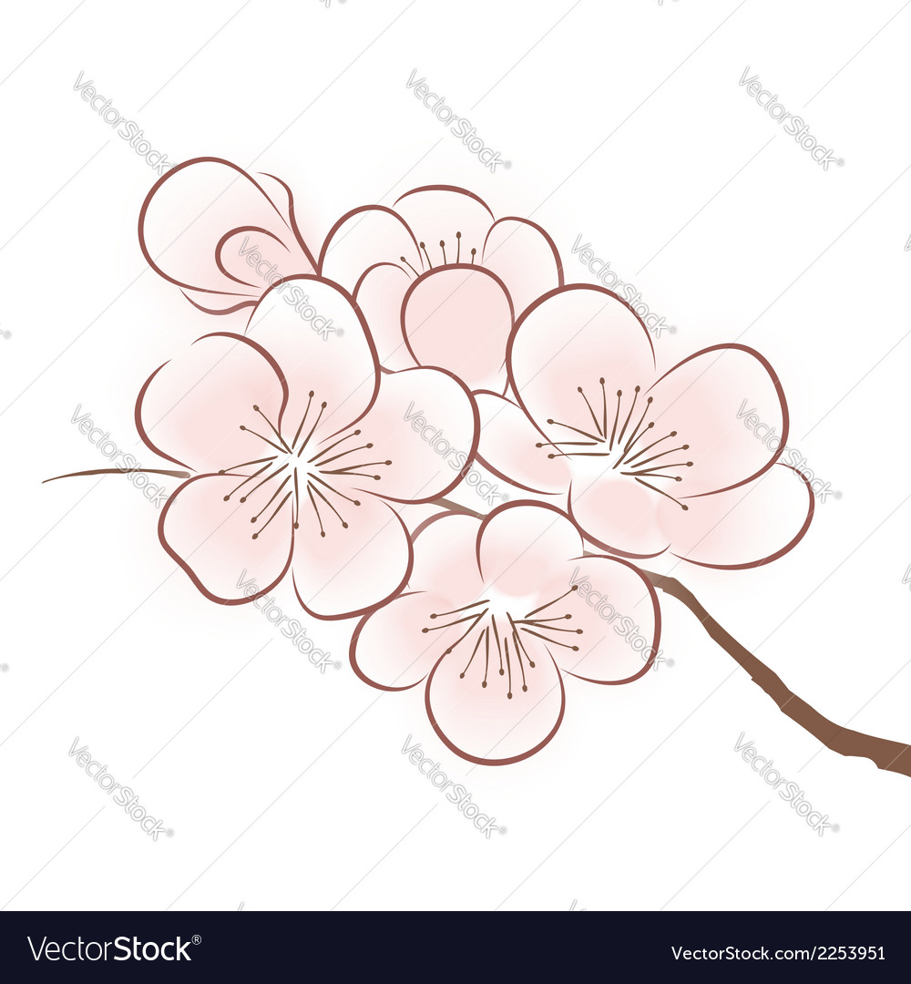 Spring cherry blossom Royalty Free Vector Image