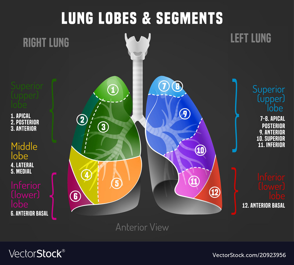 Human lungs infographic Royalty Free Vector Image