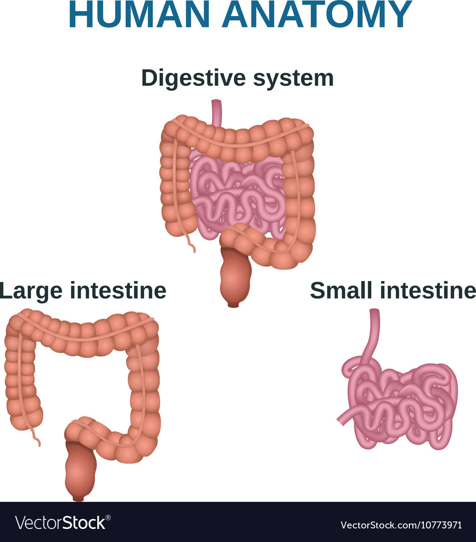 Digestive tract image intestine