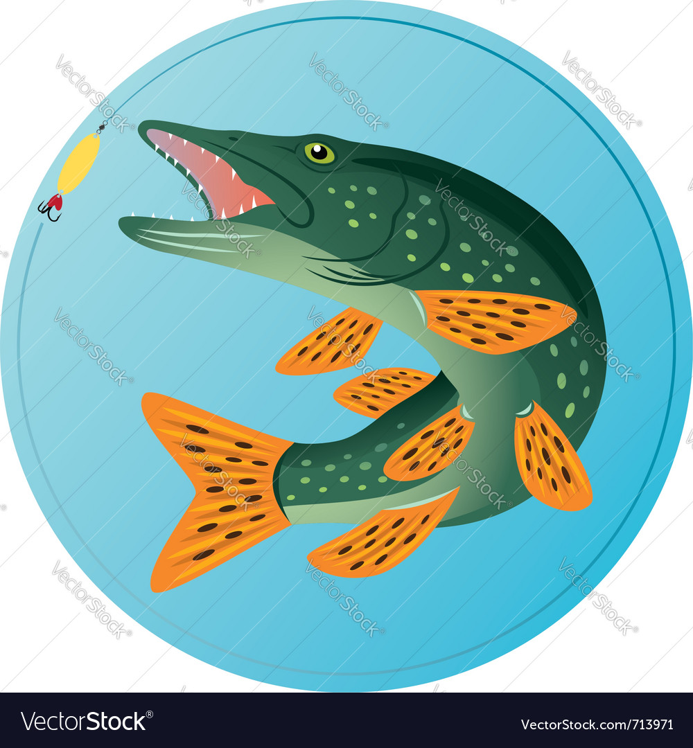 Pike fish