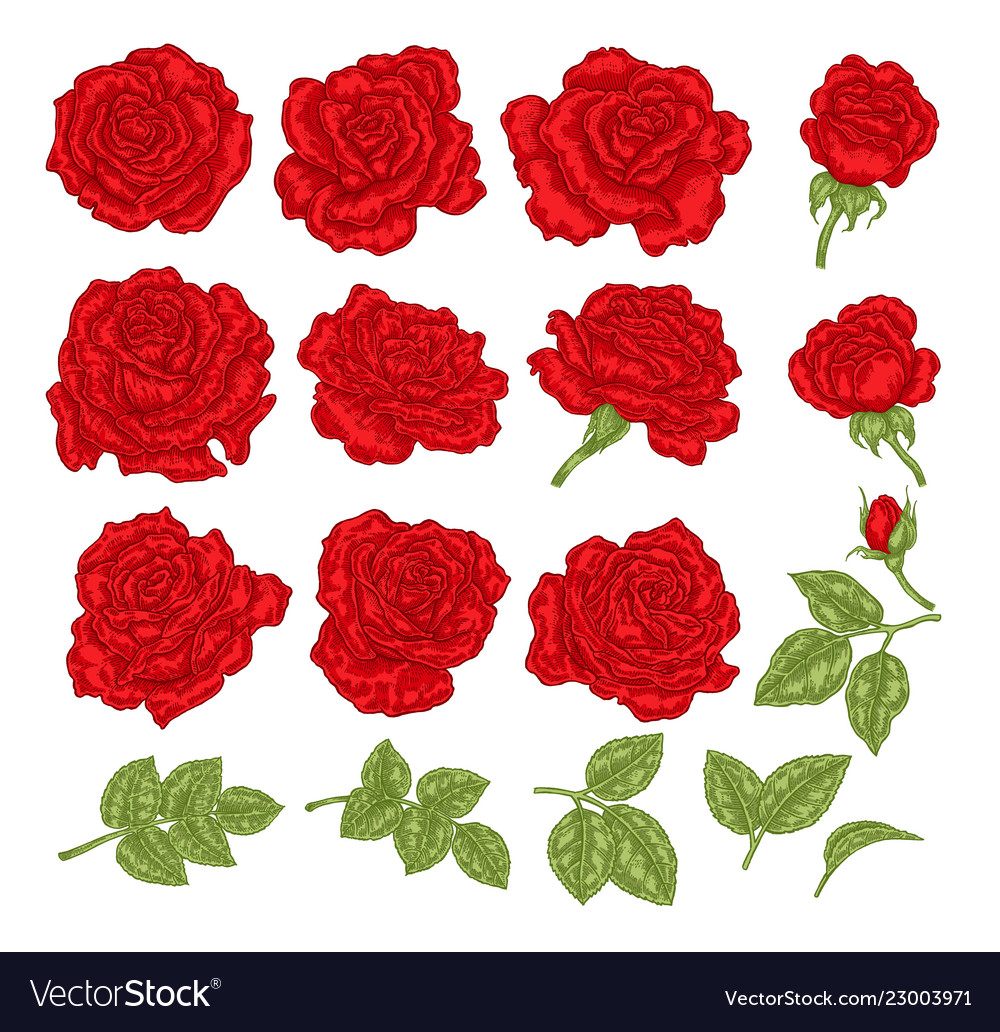 Red roses hand drawn flowers