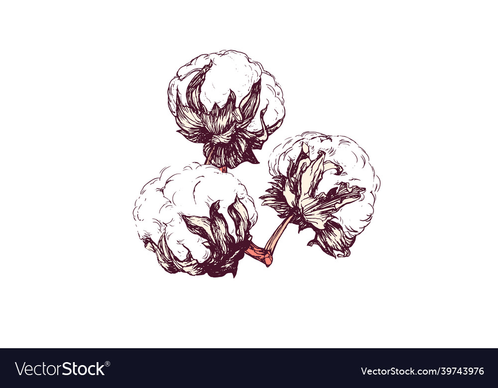 Hand drawn cotton branch highly detailed Vector Image