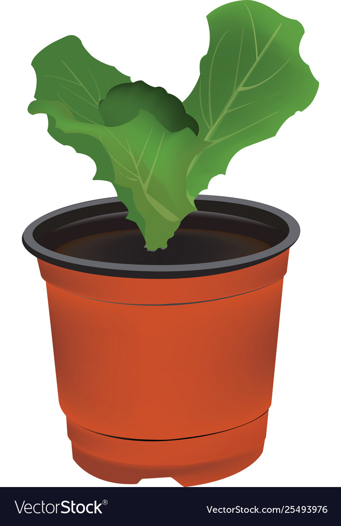 Lettuce seedlings on white background