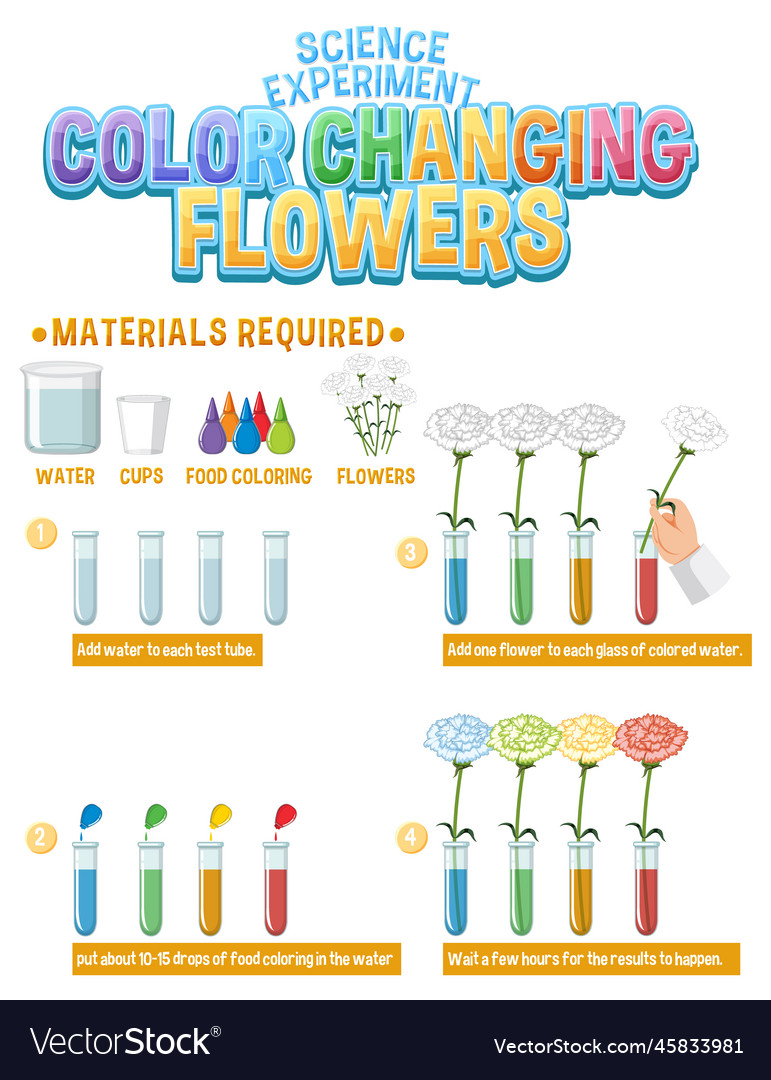 Color changing flowers science experiment Vector Image