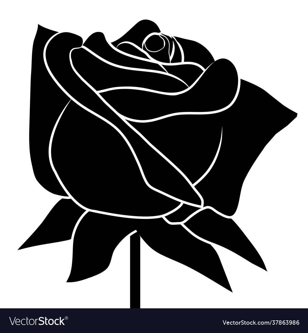 Black rose on white background Royalty Free Vector Image