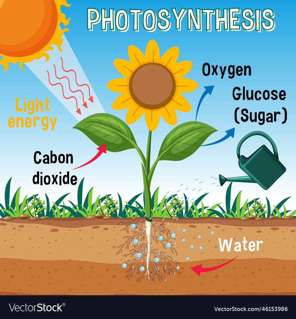 Diagram Of Photosynthesis For Biology And Life Vector Image