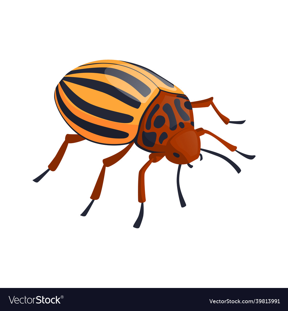 Isometric colorado beetle Royalty Free Vector Image