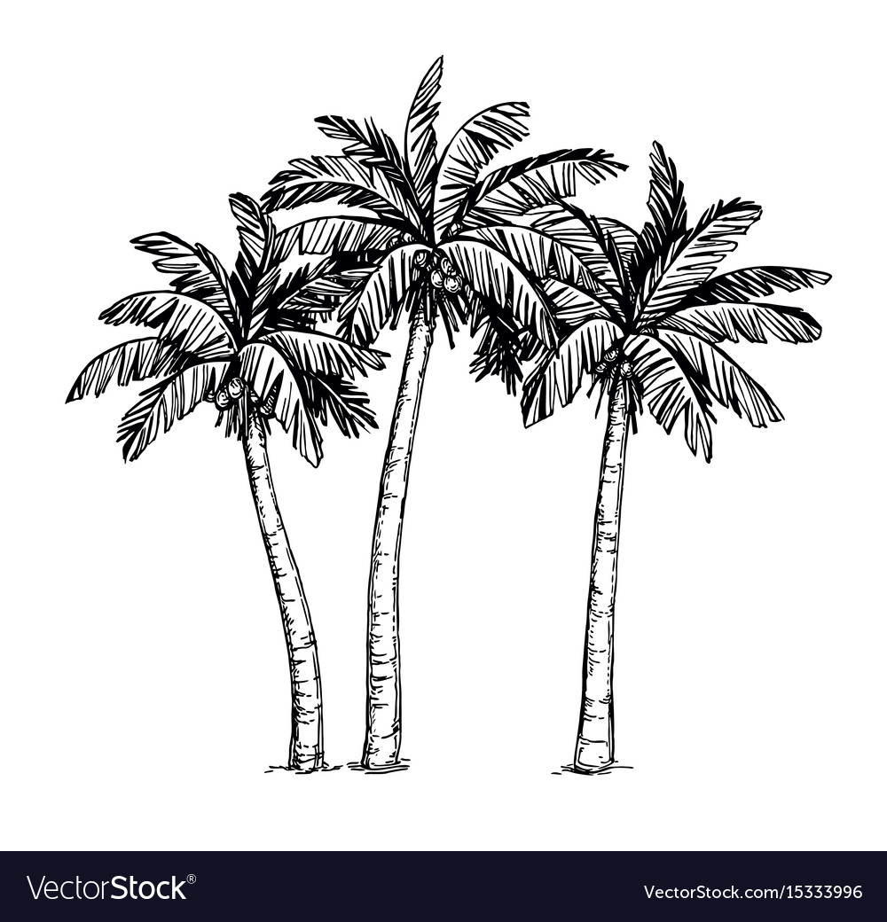 Ink Sketch Palm Trees Royalty Free Vector Image