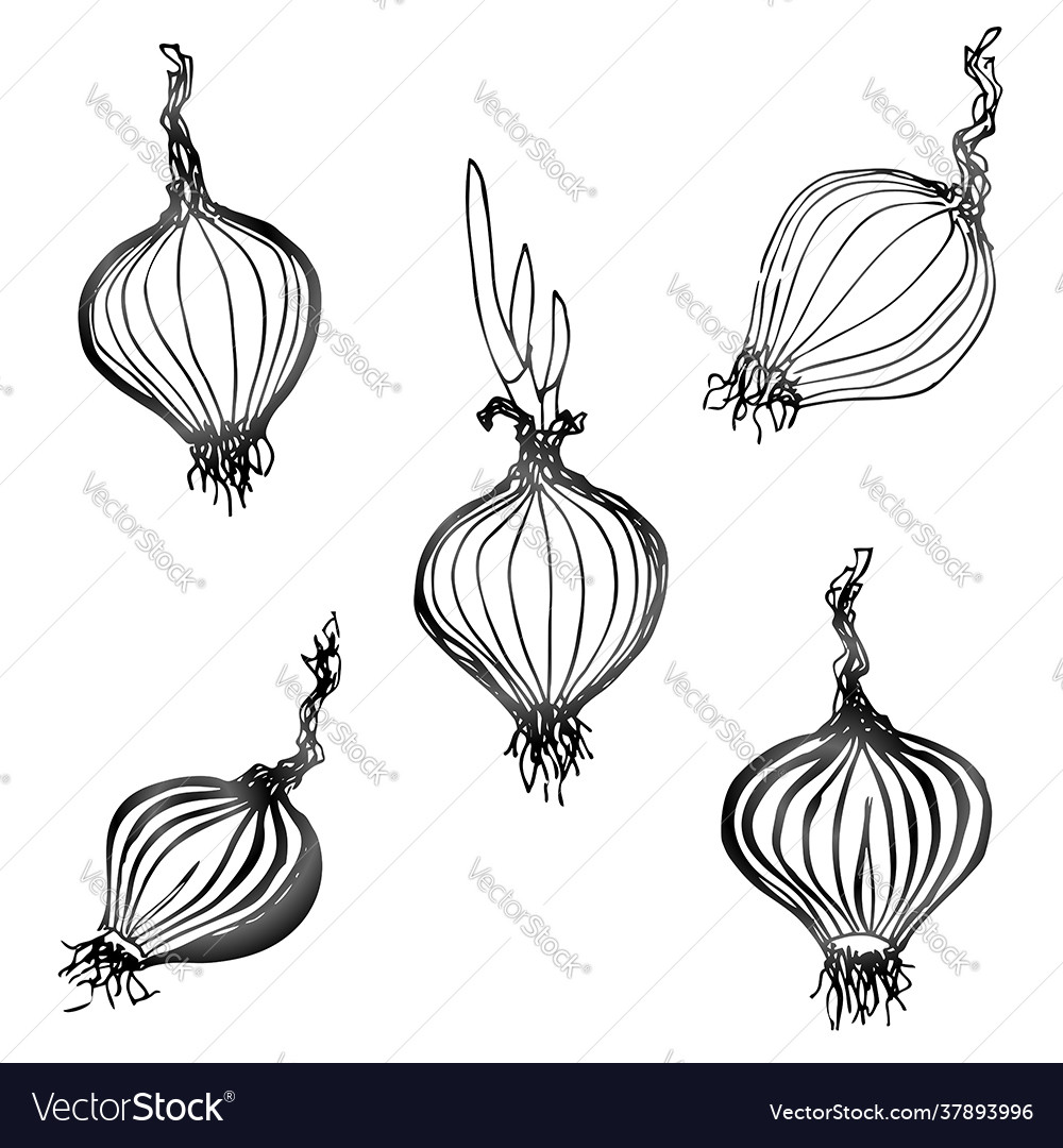 Set hand drawn onion images Royalty Free Vector Image Set hand drawn onion images Royalty Free Vector Image