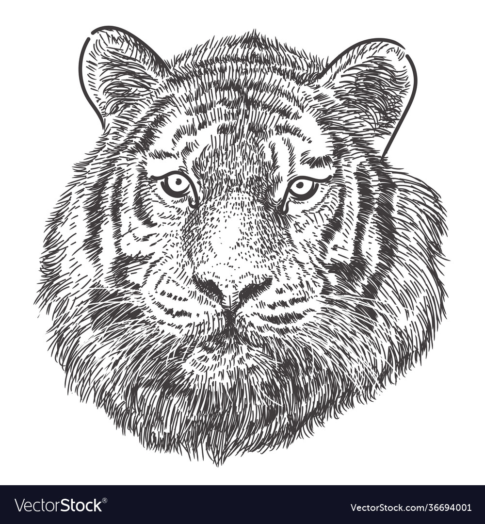 Tiger head hand drawing monochrome on white Vector Image