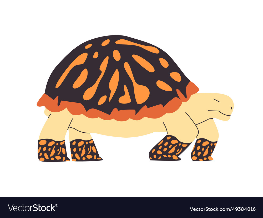 Ornate box turtle black color and orange spot dot Vector Image