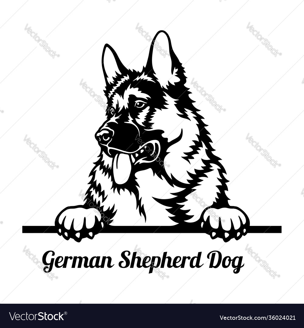 German shepherd dog peeking - head isolated