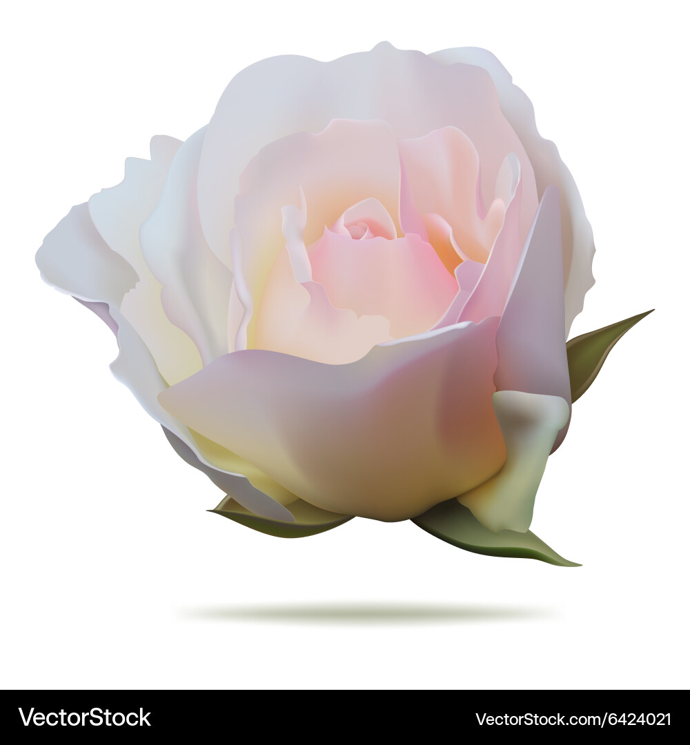 Pink rose Royalty Free Vector Image - VectorStock