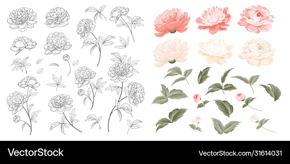 Set peonies flowers elements collection Royalty Free Vector