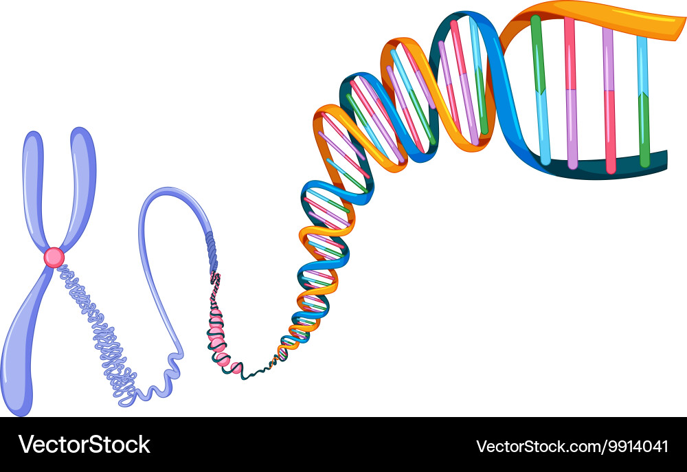 Dna Symbol On White Background Royalty Free Vector Image