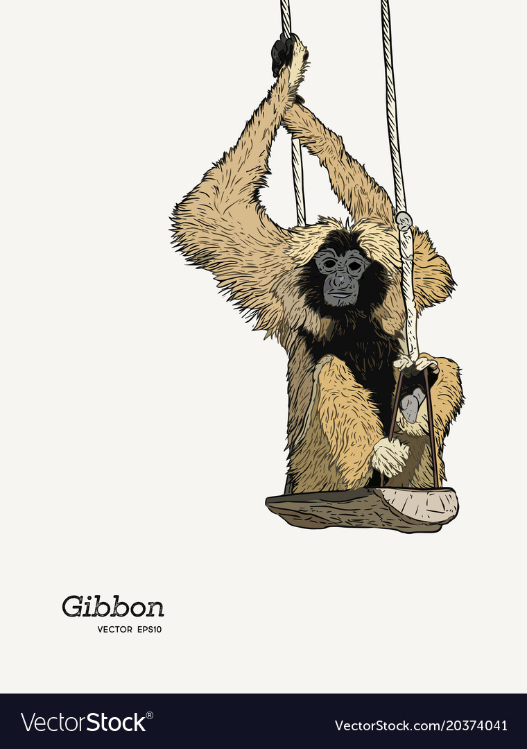 Gibbon Affe Zeichnung