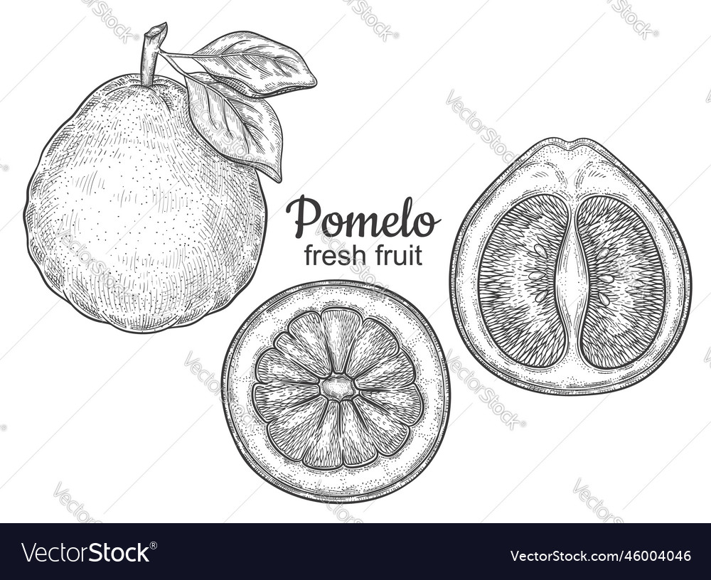 Pomelo grapefruit citrus lemon fruit line sketch Vector Image