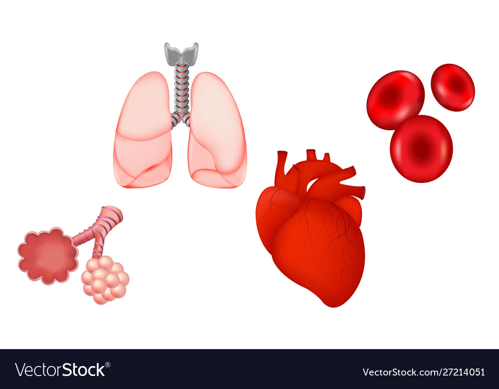 Human organs isolated white background