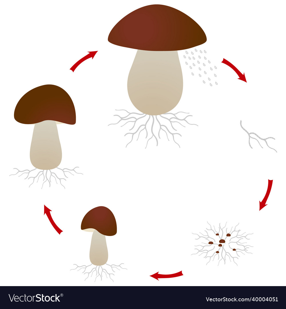 Mushroom growth cycle Royalty Free Vector Image