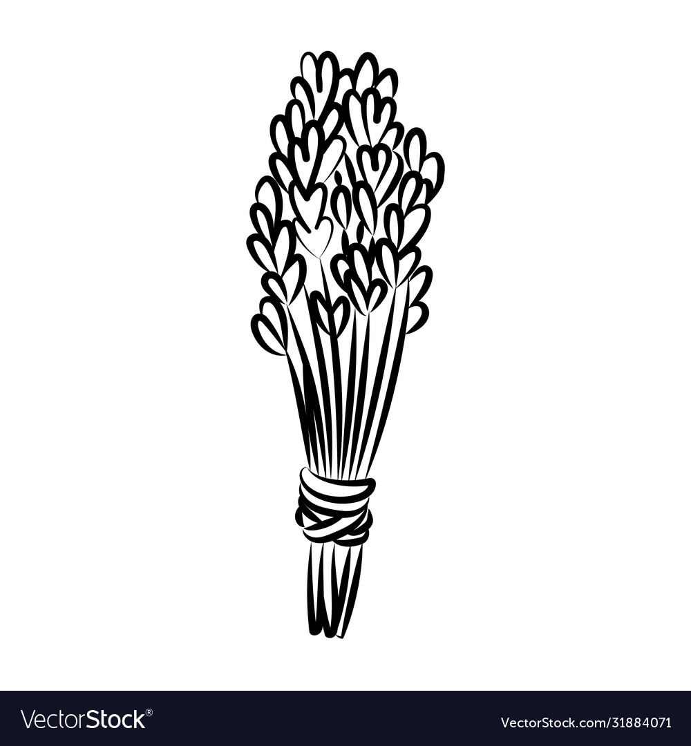 Lavender smudge bundle hand-drawn doodle isolated Vector Image