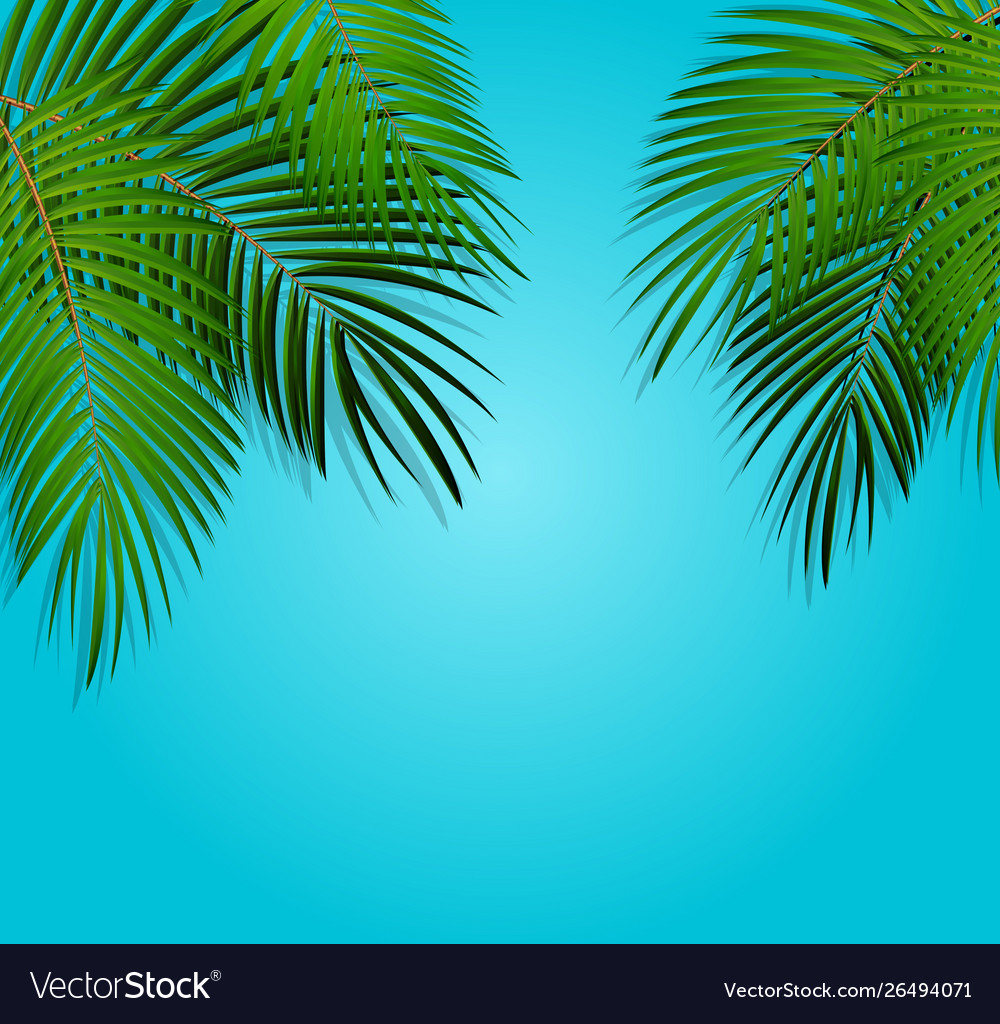 Palm leaf background